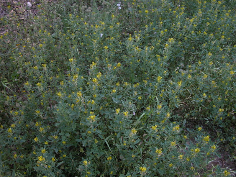 erbacea arbustiva con fiori gialli - Melilotus sp.